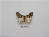 藏品(尺蛾129)的圖片